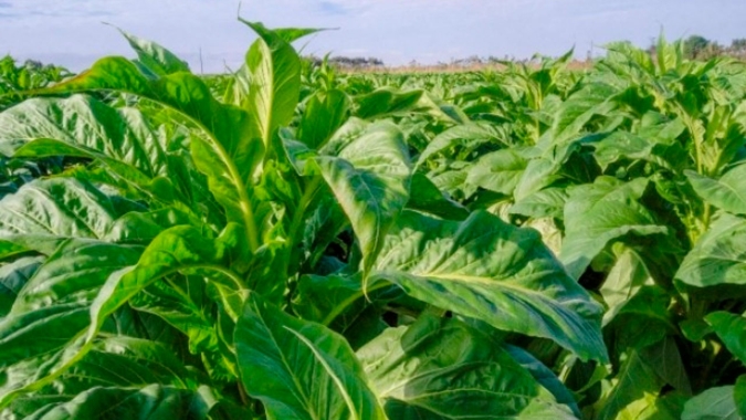 Expectativa de crescimento para as exportações de tabaco em 2022