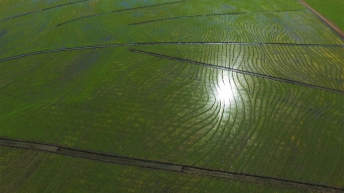 Mapeamento de ANA e Conab identifica 1,3 milhão de hectares de arroz irrigado no Brasil