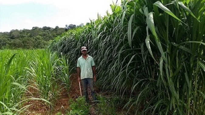 Propagação de mudas de capim beneficia mais de 100 pecuaristas familiares da região Central de Minas Gerais