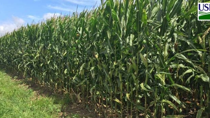 USDA reduz índice de lavouras de soja e milho dos EUA em boas/excelentes condições nesta 2ª