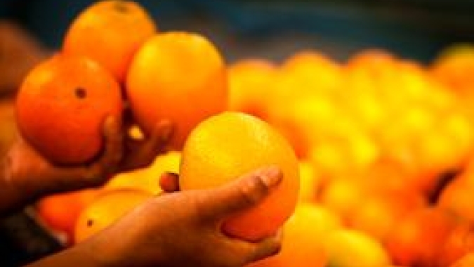 HF BRASIL/CEPEA: Custo em alta e avanço do greening ameaçam as previsões da produção de laranja em 2025/26