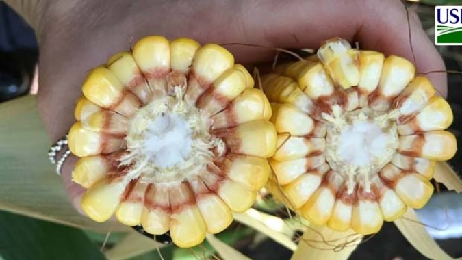 USDA informa venda de 150 mil t de milho para a Colômbia