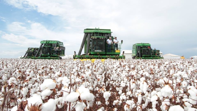 MS começa colheita do algodão com expectativa de produtividade de 305@/ha