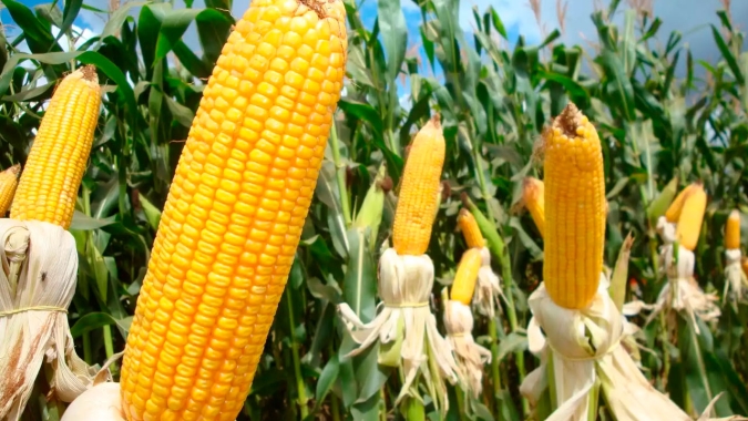 Maranhão já colheu 60% da safra de milho e espera produtividade maior do que as safras passadas