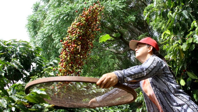 Café: Depois de leve recuperação, arábica volta a cair nesta 6ª feira