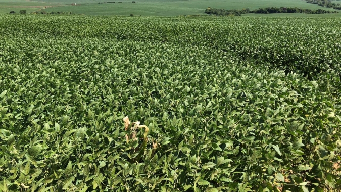 Rally da Safra: rendimento da soja precoce melhora no médio-norte e oeste de MT