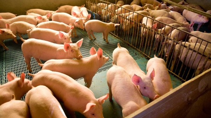 Software de gestão ambiental da suinocultura da Embrapa recebe prêmio Fritz Müller