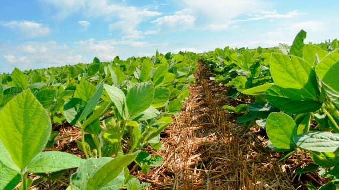 Canarana/MT enfrentou grande falta de chuvas em novembro e dezembro e perdas de produtividade na soja já são de 10%