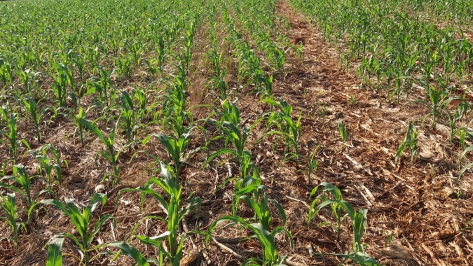 Preço do milho disponível atinge patamares recordes em Mato Grosso