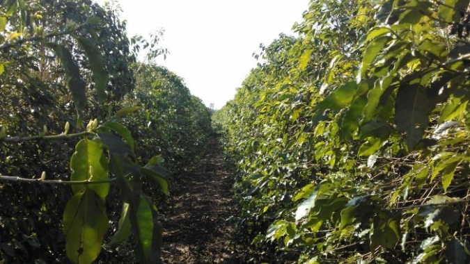 Conab: Pesquisas para o 4° Levantamento da Safra de Café 2022 e 1º da Safra 2023 começam nesta segunda (7)