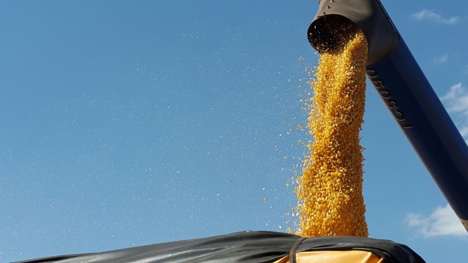 MT terá mais milho: Imea reajusta para cima área, produtividade e produção da safra 23