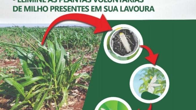 Sanidade Vegetal: Cultura do milho x Enfezamento