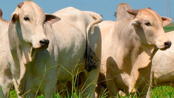 Boi/Cepea: Indicador acumula queda de 10% no ano, e pecuarista limita oferta