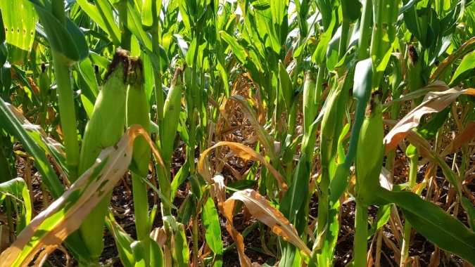 Falta de chuvas compromete safra de milho em Mato Grosso do Sul