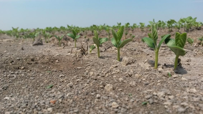 Soja do Centro-Oeste tem semana decisiva à espera de chuvas, diz AgRural