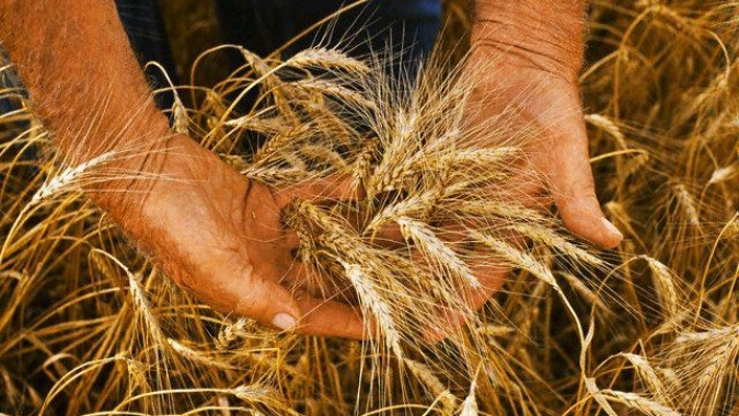 Produção de grãos de inverno no sul da Ucrânia é afetada pelo mau tempo