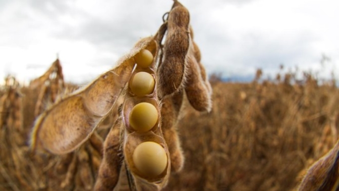 Soja dá sequência às baixas em Chicago nesta 5ª feira e divide atenções com Fórum do USDA