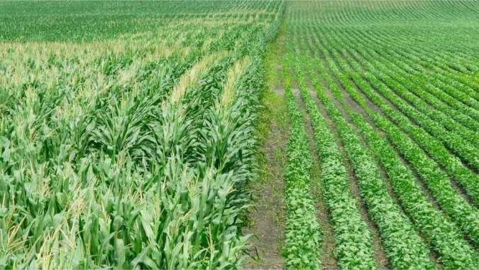 Soja & Milho: Pro Farmer divulga números nacionais menores do que estimativas do USDA