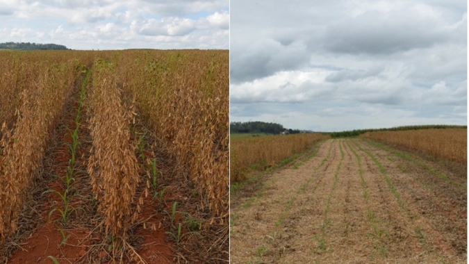 Embrapa desenvolve sistema de antecipação do plantio do milho safrinha ainda com a soja em campo