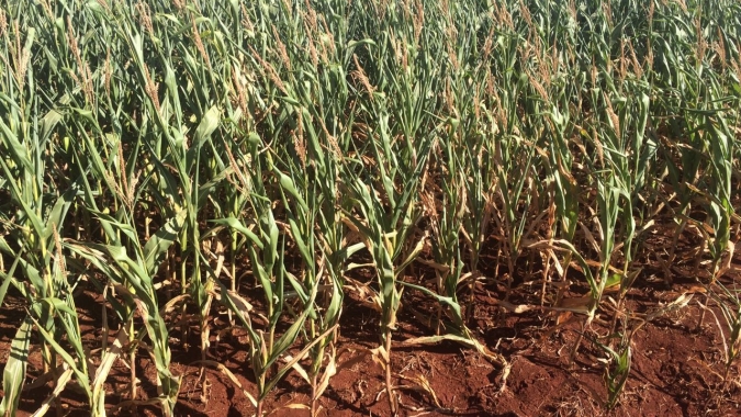 Estiagem causa perdas irregulares nos cultivos de verão no Rio Grande do Sul