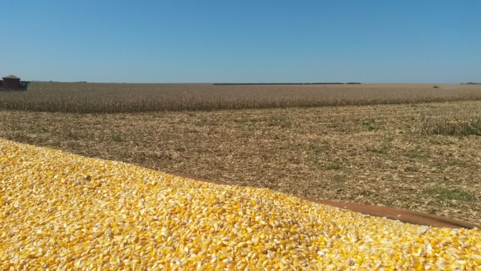 Milho/Cepea: Indicador atravessa primeira quinzena em queda