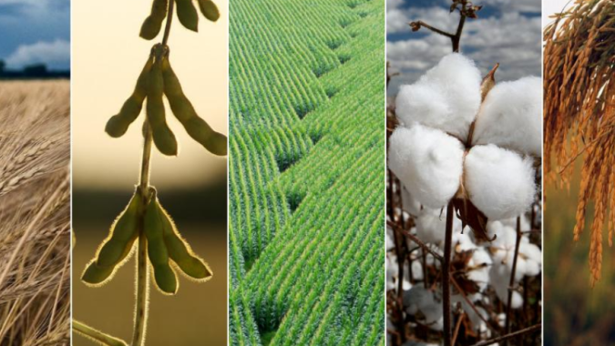 Artigo/Cepea: Mercado de Commodities Agrícolas – Um Novo Boom?