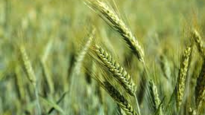 Produtores de triticale da região de Ponta Grossa atualizam custo de produção