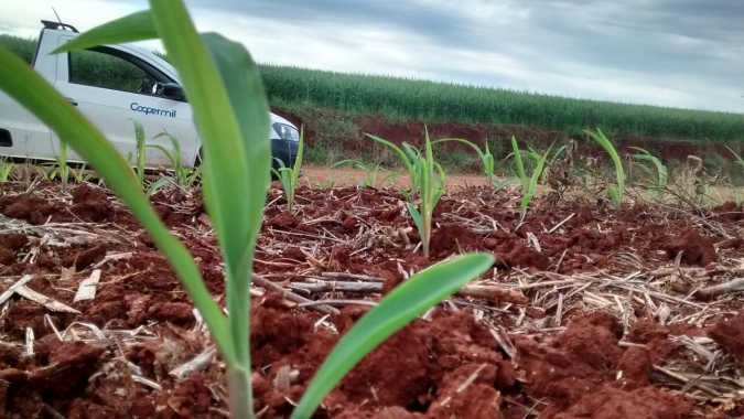 Emater relata plantio do milho em 75% no Rio Grande do Sul