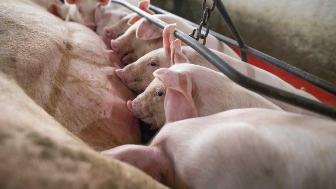 C.Vale investe para ampliar produção de leitões