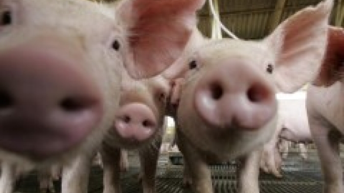 China continuará vendendo reservas estatais de carne suína após Ano Novo Lunar