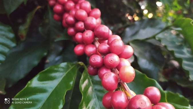 Receita cambial com a venda ao exterior dos Cafés do Brasil atinge US$ 1,80 bilhão no primeiro quadrimestre de 2020