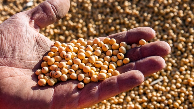 Soja & Milho deverão ter retorno financeiro 50% menor para produtor brasileiro na safra 22/23