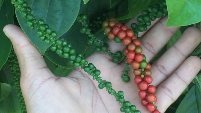 Pimenta-do-reino é cultivada para aumentar renda de agricultores familiares de Minas Gerais