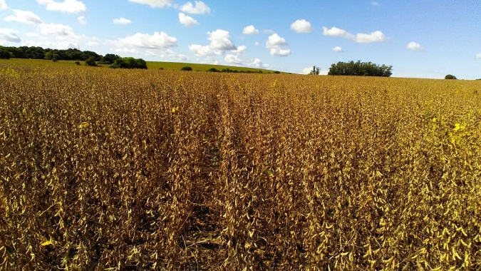 Com leve melhora em MT, colheita de soja vai a 1,8% no Brasil, diz AgRural