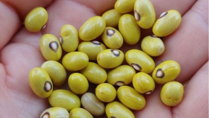 Sementes de feijão da Secretaria de Agricultura e Abastecimento de SP começam a ser vendidas para cultivo da safra 2021