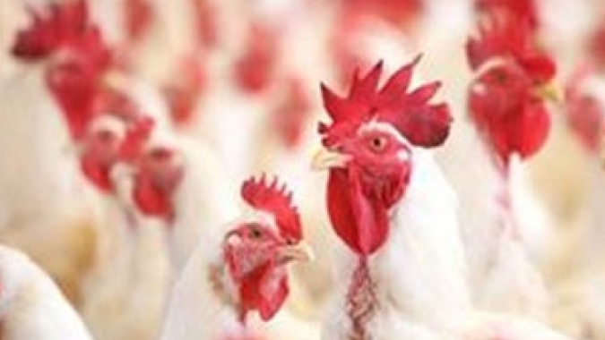 Conheça os 3 países que desafiam o Brasil nas exportações de frango