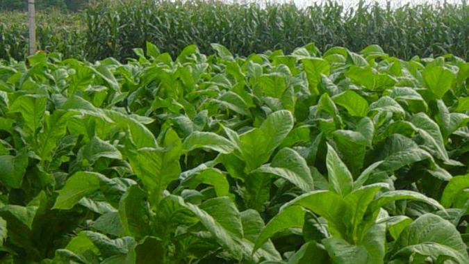 RS tem estimativa de produzir 265 mil toneladas de tabaco na safra 2021/2022