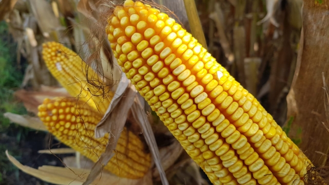 Dia do Milho: Eficiência e sustentabilidade marcam evolução do milho no Brasil