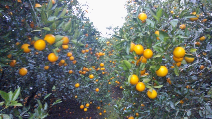 Meses de março e abril são favoráveis para bicho-furão e moscas-das frutas