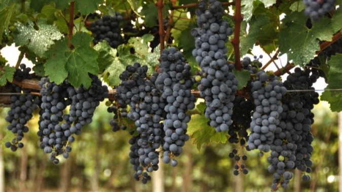Muito sol e pouca chuva garantem nível excelente de doçura das uvas no RS