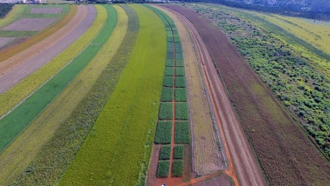Cultivares de milho, sorgo e milheto da Embrapa são apresentadas em vitrines tecnológicas