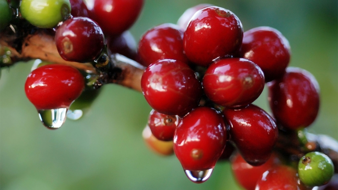 Café: Chuvas no BR estimulam perdas de quase 200 pts nesta 3ª em NY