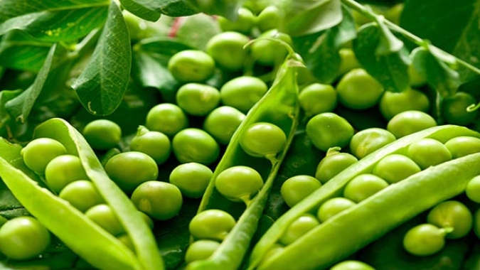 Produção de ervilha torta é alternativa rentável para agricultura familiar em Munhoz, no Sul de Minas