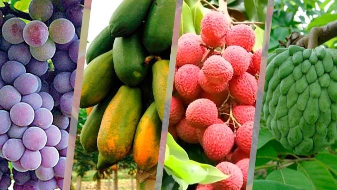 Rentabilidade, demanda interna e condições climáticas favorecem fruticultura em MS