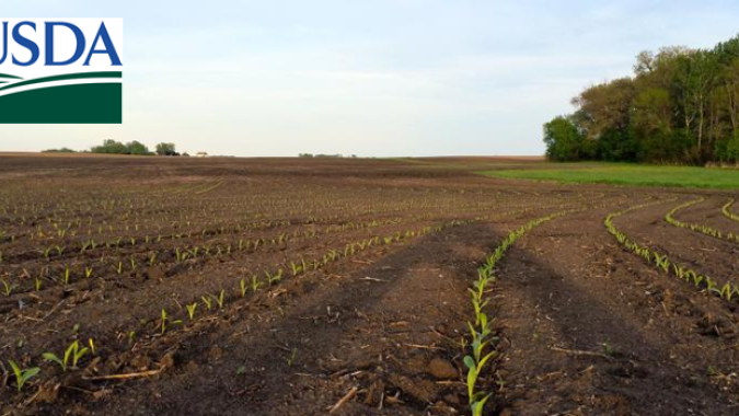 USDA: Plantios de soja e milho avançam bem nos EUA e ficam dentro das expectativas
