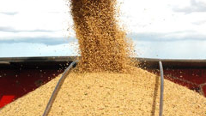 Paraná inicia colheita de soja em 1% da área, plantio de milho 2ª safra vai a 3%