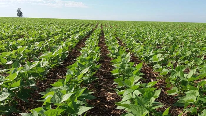 Adapar coíbe uso abusivo de agrotóxicos em plantações de feijão