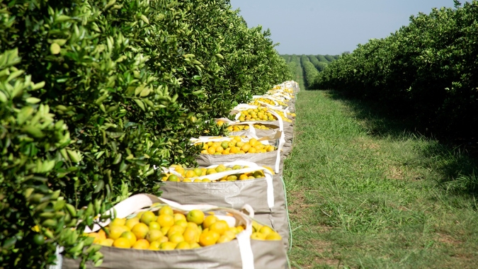 La Niña e greening tiram potencial de super produção de laranja do Brasil no médio prazo