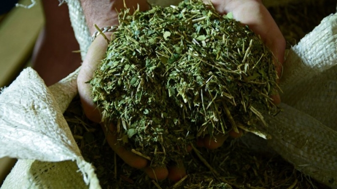 Decreto atende pleito da cadeia produtiva da erva-mate