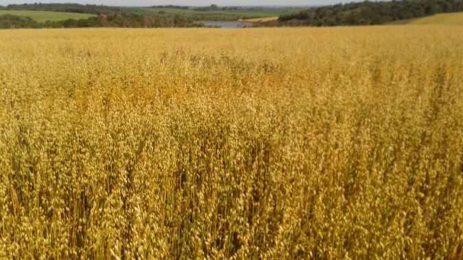 Semeadura das pastagens de aveia avança no Rio Grande do Sul